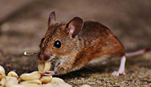 24 Hour & Emergency Exterminators in Holly Springs, GA